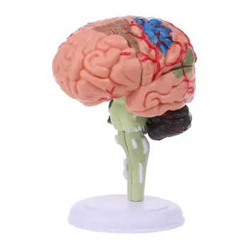 G5AA 4D Rozobrať Anatomické Ľudského Mozgu Model Anatómie Lekárskej učebná pomôcka Statu