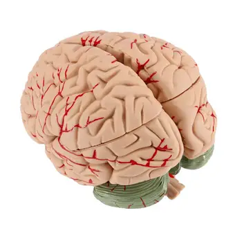 Ľudský Mozog Model, Anatomicky Presné Mozgu životnej Veľkosti Ľudského Mozgu Anatómie pre Vedu Triede Štúdia Výučby Lekárskej Model