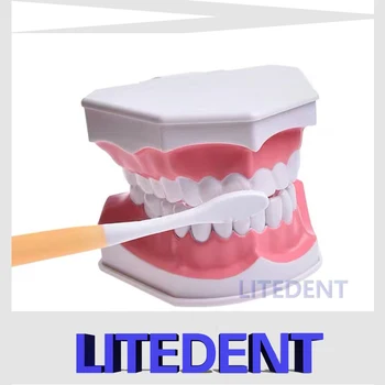 Zubné Model Štetcov Nite Praxi Zuby Typodonts Model Vyučovania Štúdium Mš Čistenie Zubov Učebná Pomôcka